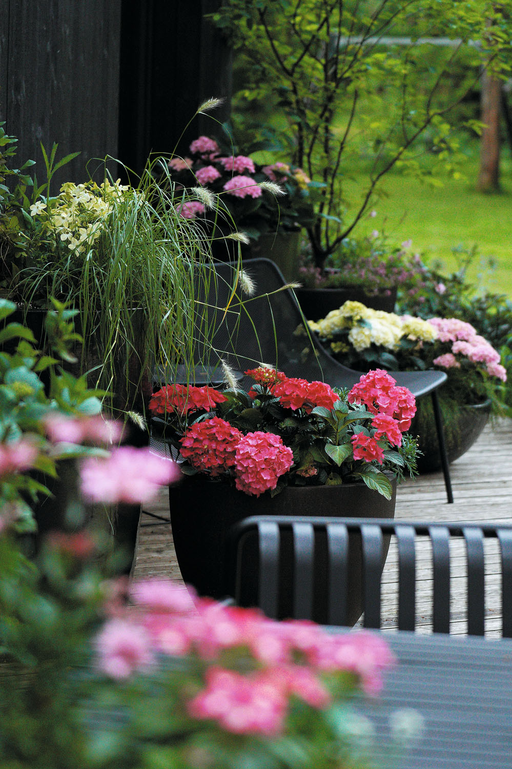 Vasaras terases iekārtojums, kur dominē platlapu hortenzijas. Foto: no personiskā arhīva