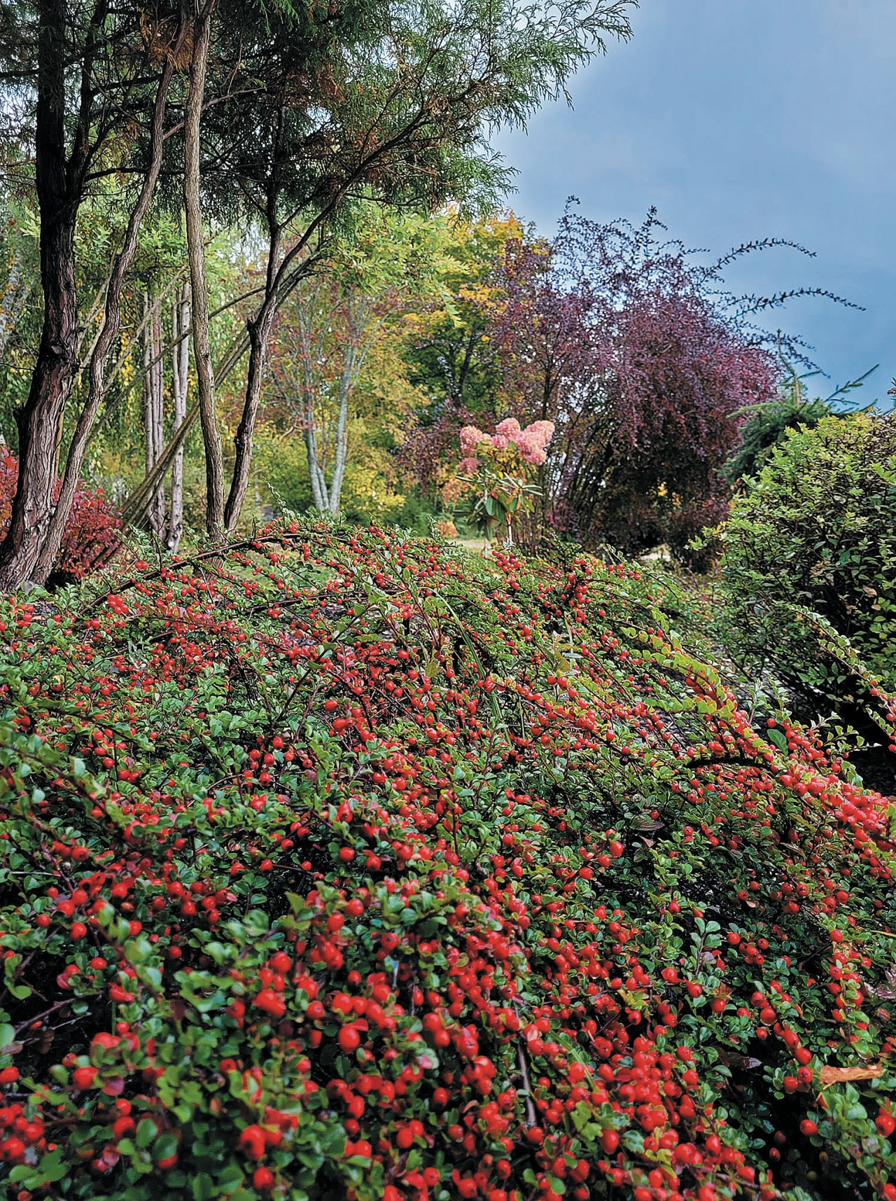 Klājeniskās klintenes (Cotoneaster horizontalis) Ivetas Plasas dārzā