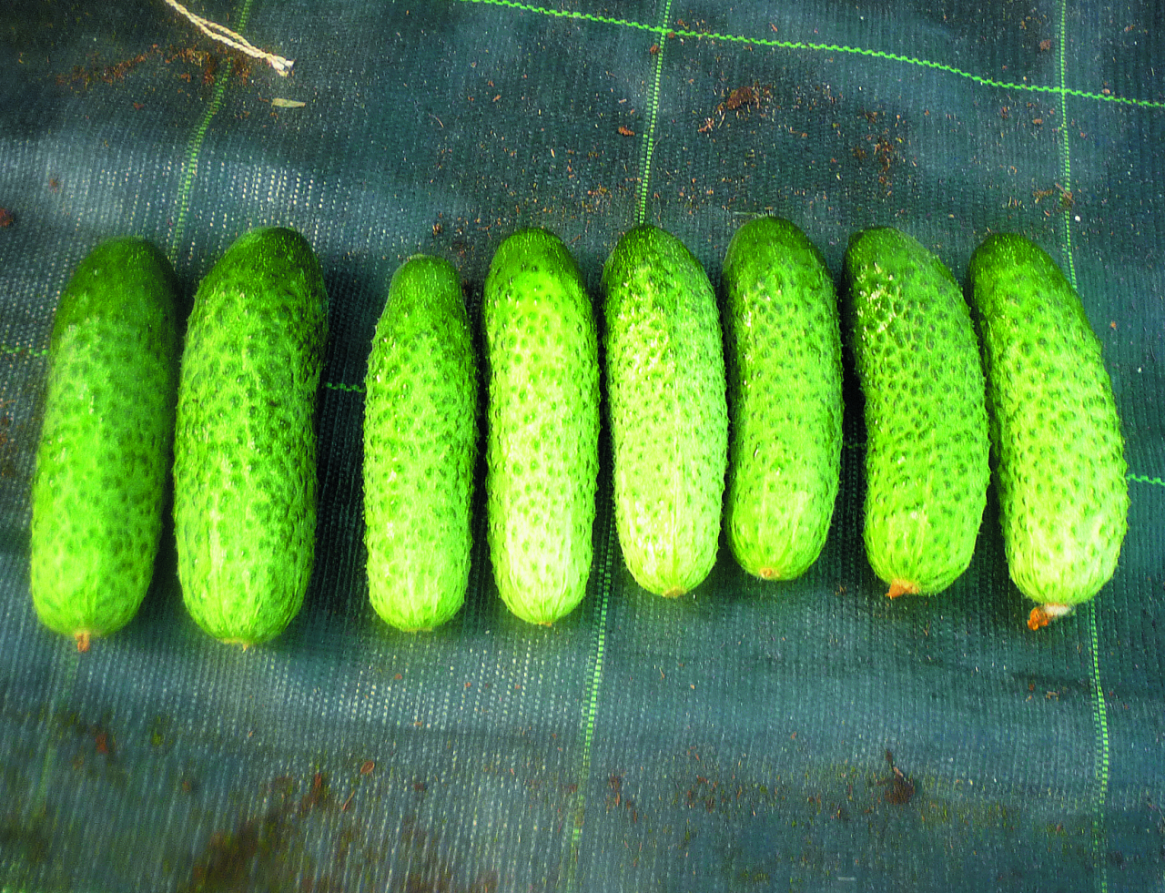  Viena auga gurķiem krāsa var atšķirties atkarībā no apgaismojuma.