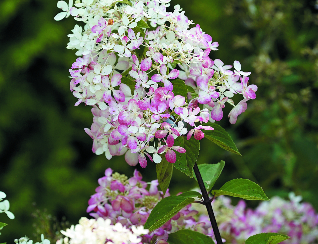  Diamant Rouge. Viena no romantiskākajām šķirnēm. Balti ziedi, kas ātri iekrāsojas rozā, pēc tam kļūst tumši sarkani. Tonis atkarīgs no auga atrašanās vietas, augsnes un klimata. Augums 1–1,5 m.