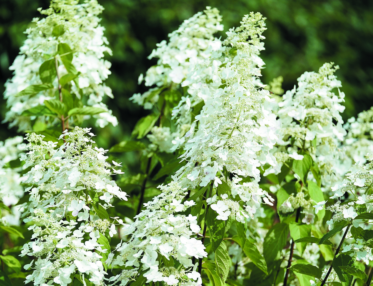  Kyushu. Smalkās, aptuveni 20 cm garās skarās sakārtotie baltie un smaržīgie (!) ziedi pievilina tauriņus. Vainags ir krūmveida, izplests. Var sasniegt 2–3 m augstumu. Ļoti izturīga šķirne.