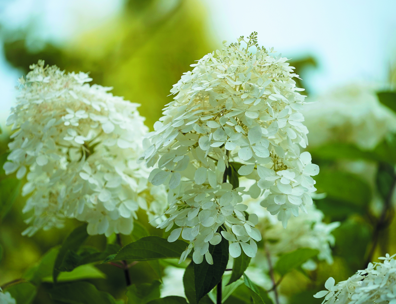  Phantom. Vislielākie ziedi no skarainajām hortenzijām. Sāk ziedēt vasaras vidū krēmīgi baltās galotnes skarās, vēlāk ziedi krāsojas gaiši rozā. Toņa intensitāte atkarīga no augsnes skābuma. Krūma augums var sasniegt 2–3 m.