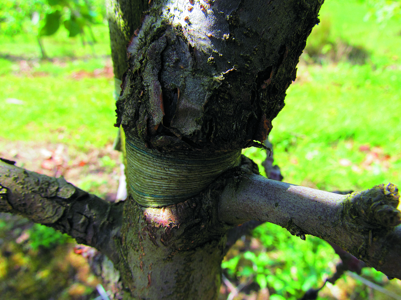  Koka stumbrā ieaugusi saite ir nozīmīgi infekcijas vārti trupes sēnēm.