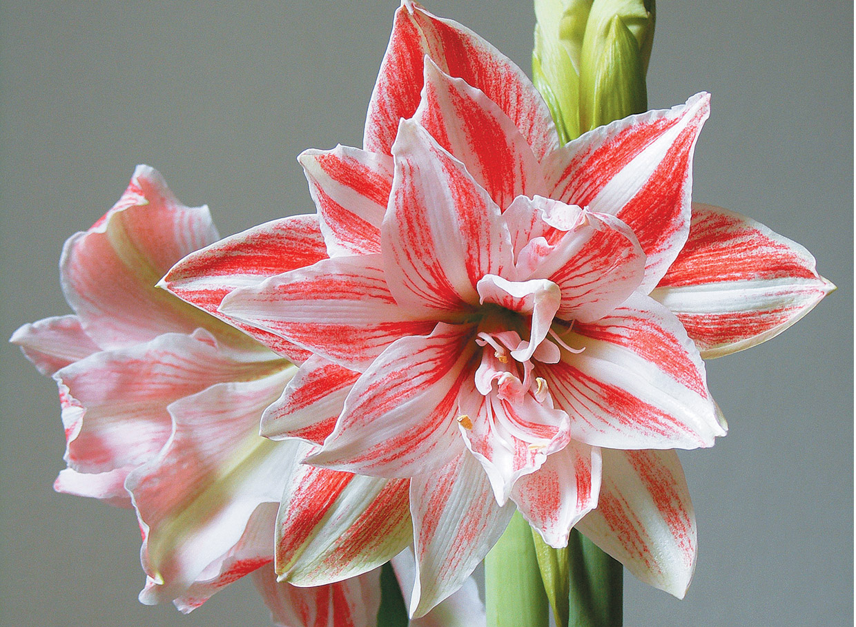  Pildītais lielziedu ‘DANCING QUEEN’ (1999). Veido divus druknus 50 cm garus ziedkātus. Katrā ziedkātā 4 iespaidīga izmēra (21–23 cm), sevišķi blīvi pildīti ziedi. Ziedlapiņas nedaudz savērptas. Pasakains skaistums!