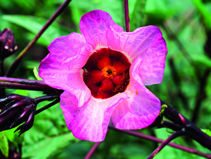 Hibiscus sabdariffa. Sudānas hibisks jeb karkade.