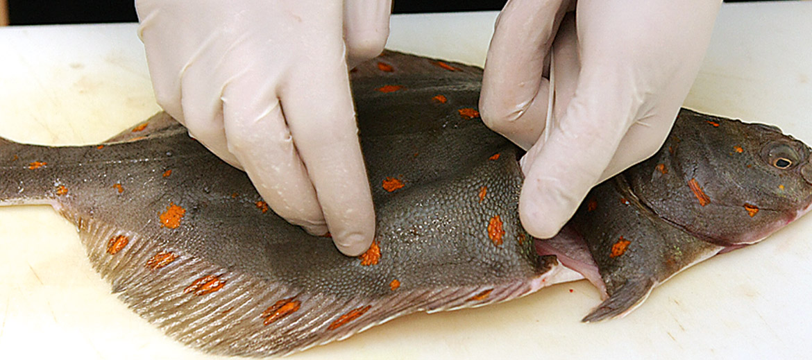 Plakanajām zivīm (butēm, paltusam, vimbām u. c.) iekšas atrodas apakšējā, priekšējā daļā – tās iztīra, izdarot ieapaļu iegriezumu aiz žaunām.