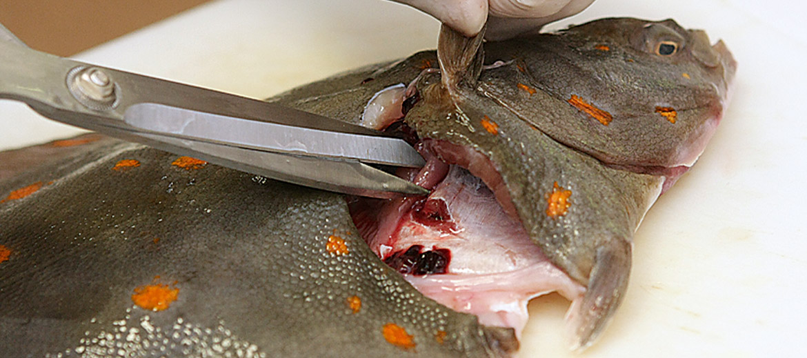 Plakanajām zivīm (butēm, paltusam, vimbām u. c.) iekšas atrodas apakšējā, priekšējā daļā – tās iztīra, izdarot ieapaļu iegriezumu aiz žaunām.