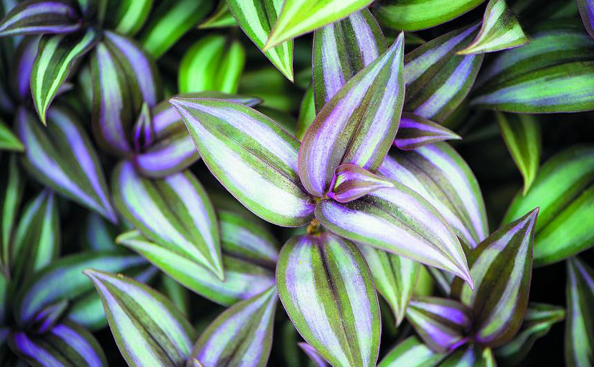 Zebrīna (Zebrina pendula)