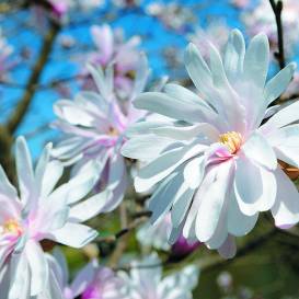 Man dārzā uzziedēja magnolija!