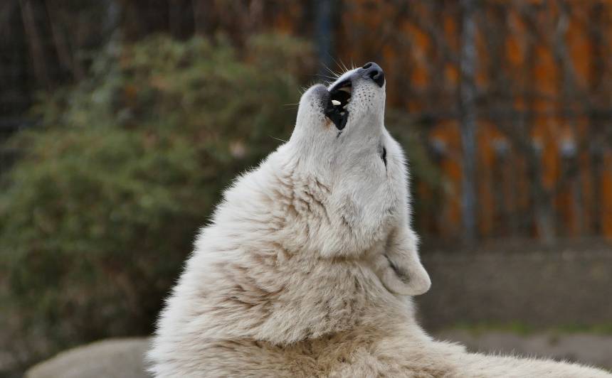howling wolf 