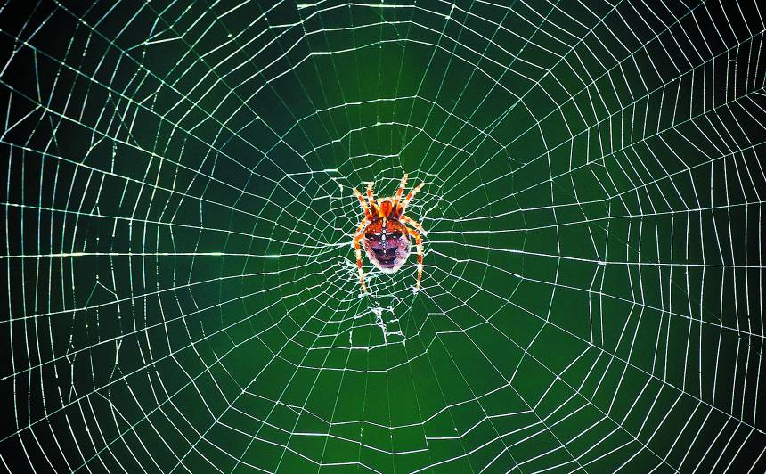 Kāpēc zirnekli nenoķer paša tīkls? — Santa