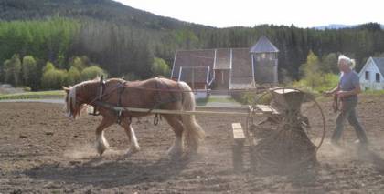 Saimnieks apstrādā zemi ar zirgu.