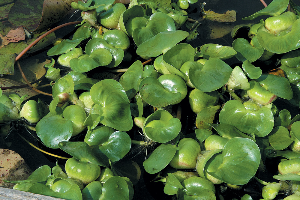 Ūdens hiacinte.