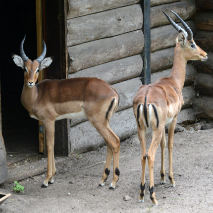 Antilopes impalas