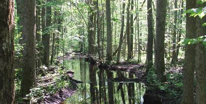 Dumbrājs  Dabiskais meža biotops – ekoloģiski vērtīga vieta mežā, kur dažādu apstākļu kopums nodrošina retu un apdraudētu augu u