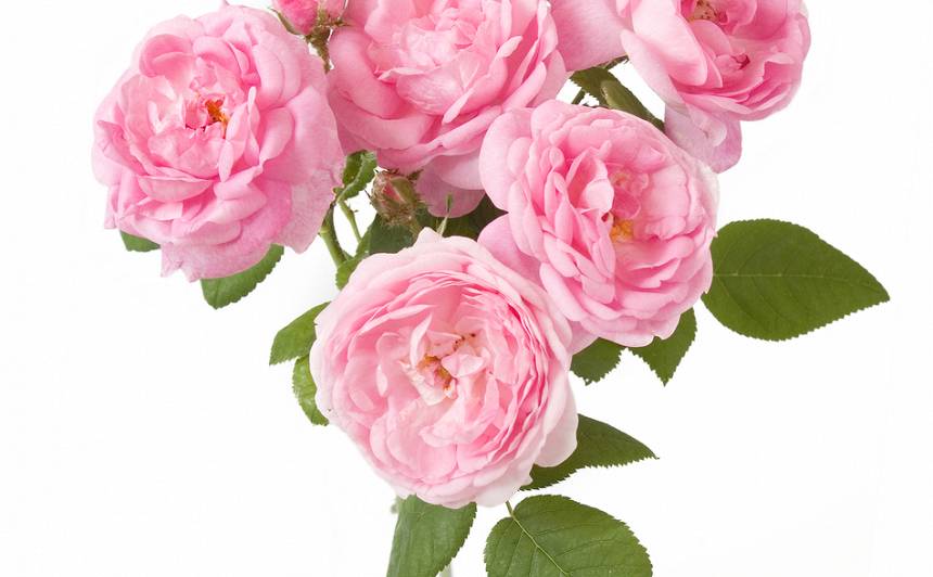 Rožu stādus atsūtīja ar skrupulozu audzēšanas pamācību.  Foto: Shutterstock.com