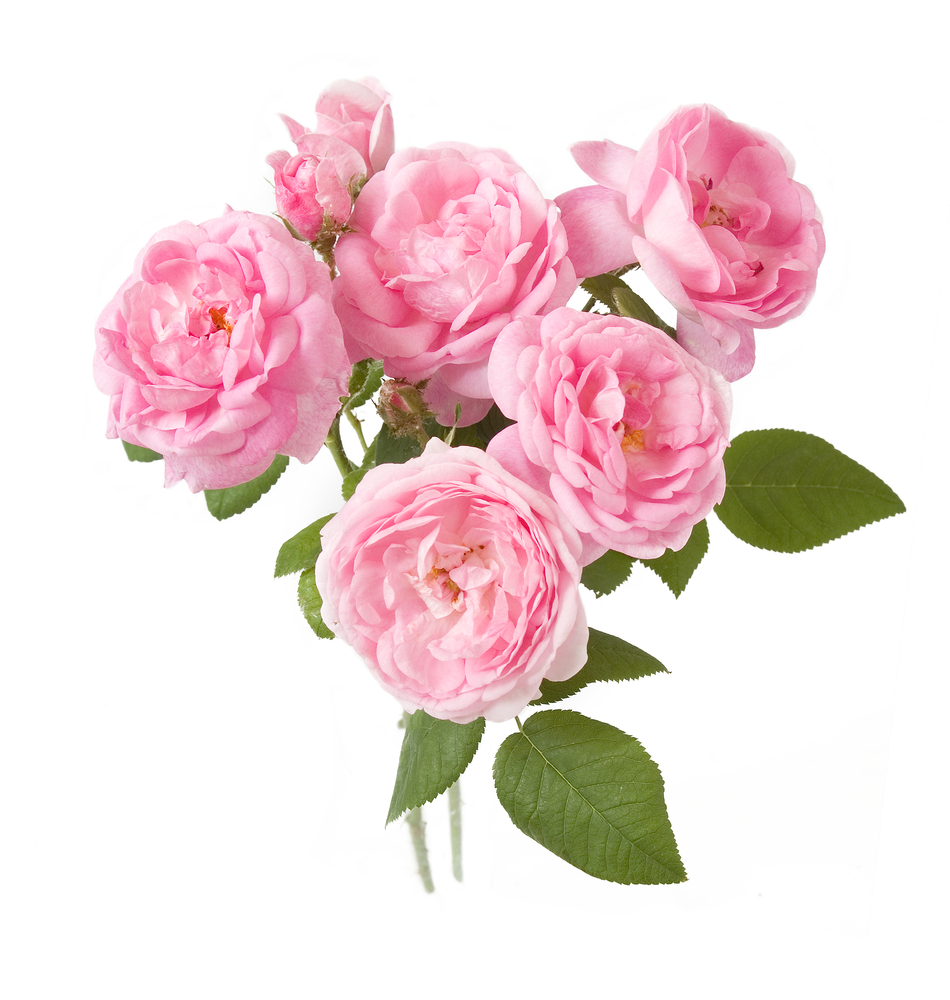 Rožu stādus atsūtīja ar skrupulozu audzēšanas pamācību.  Foto: Shutterstock.com