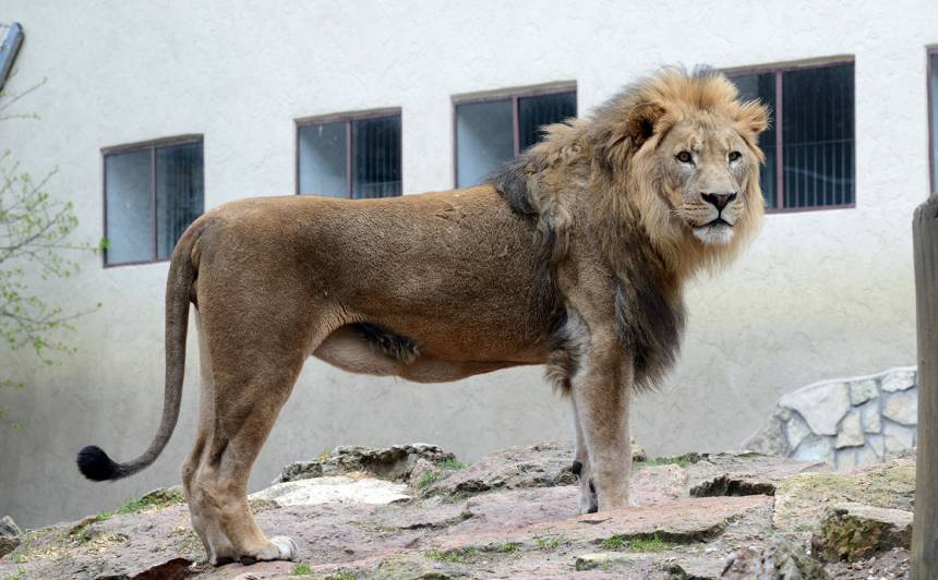 Āfrikas lauva Rīgas Zoodārzā