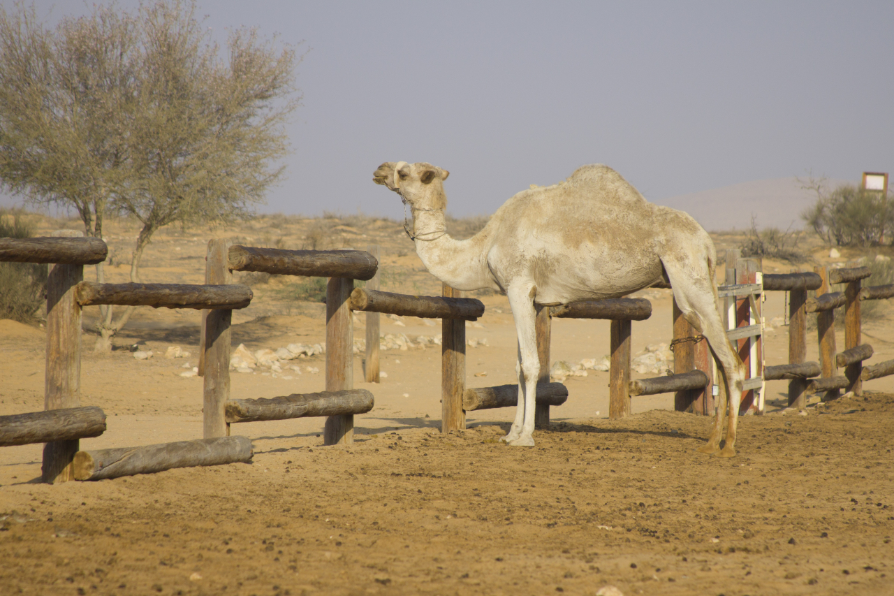 Kuprainis, kas redzams pa autores guļamistabas logu. Negava tuksneša vidū var palikt gan pa nakti, gan izjāt ar kamieļiem, gan iegādāties kamieļmātes piena krēmu.