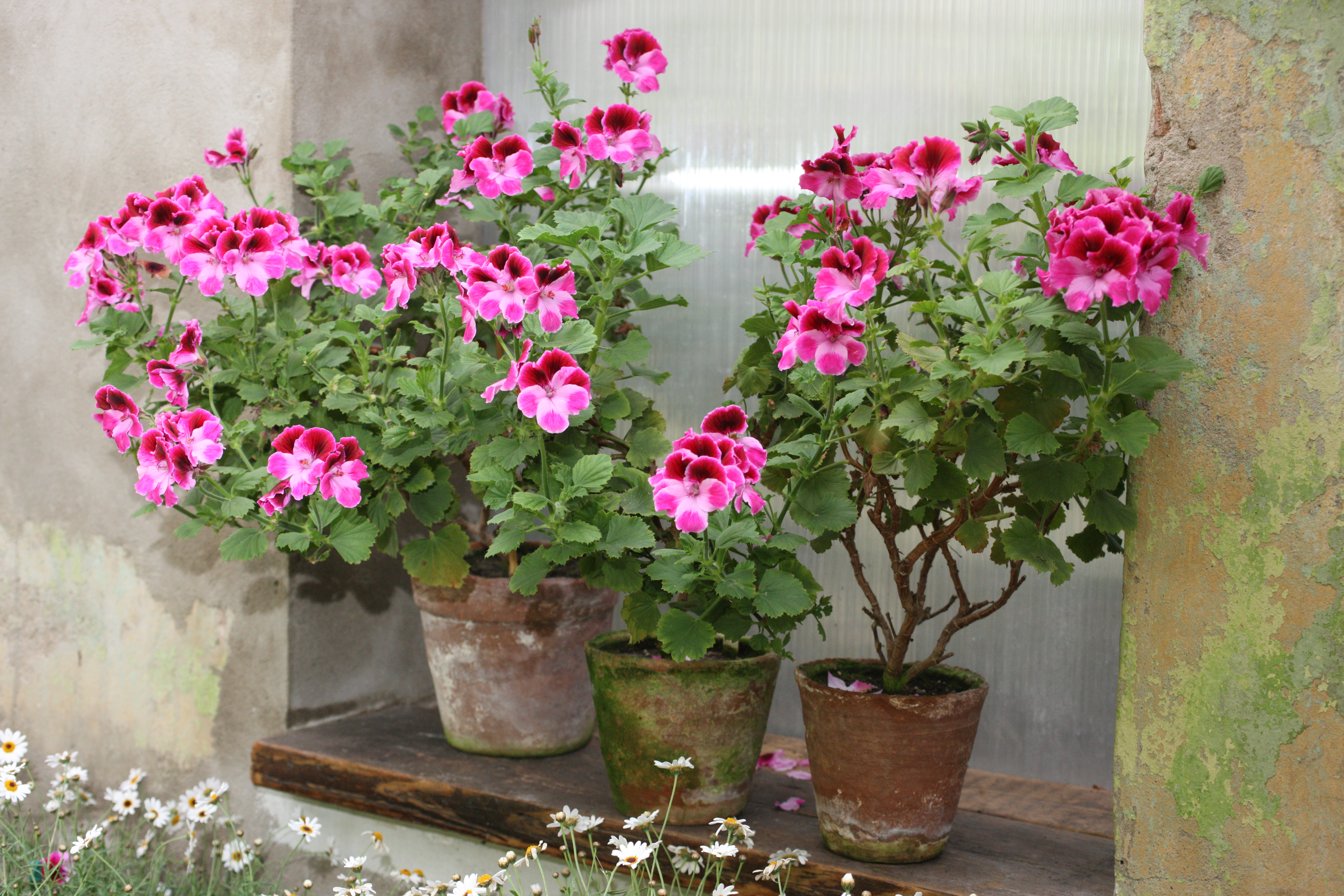 Kas redzams attēlā?