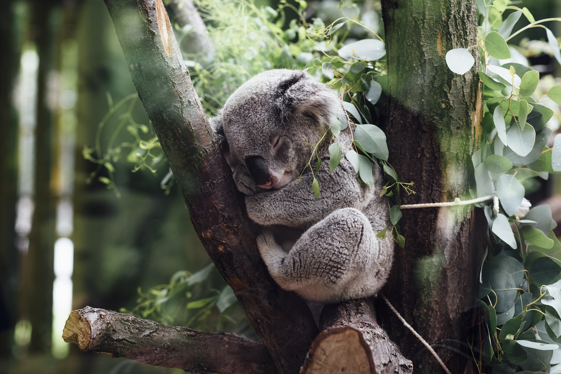 Koala guļ aptuveni 20 stundas diennaktī.