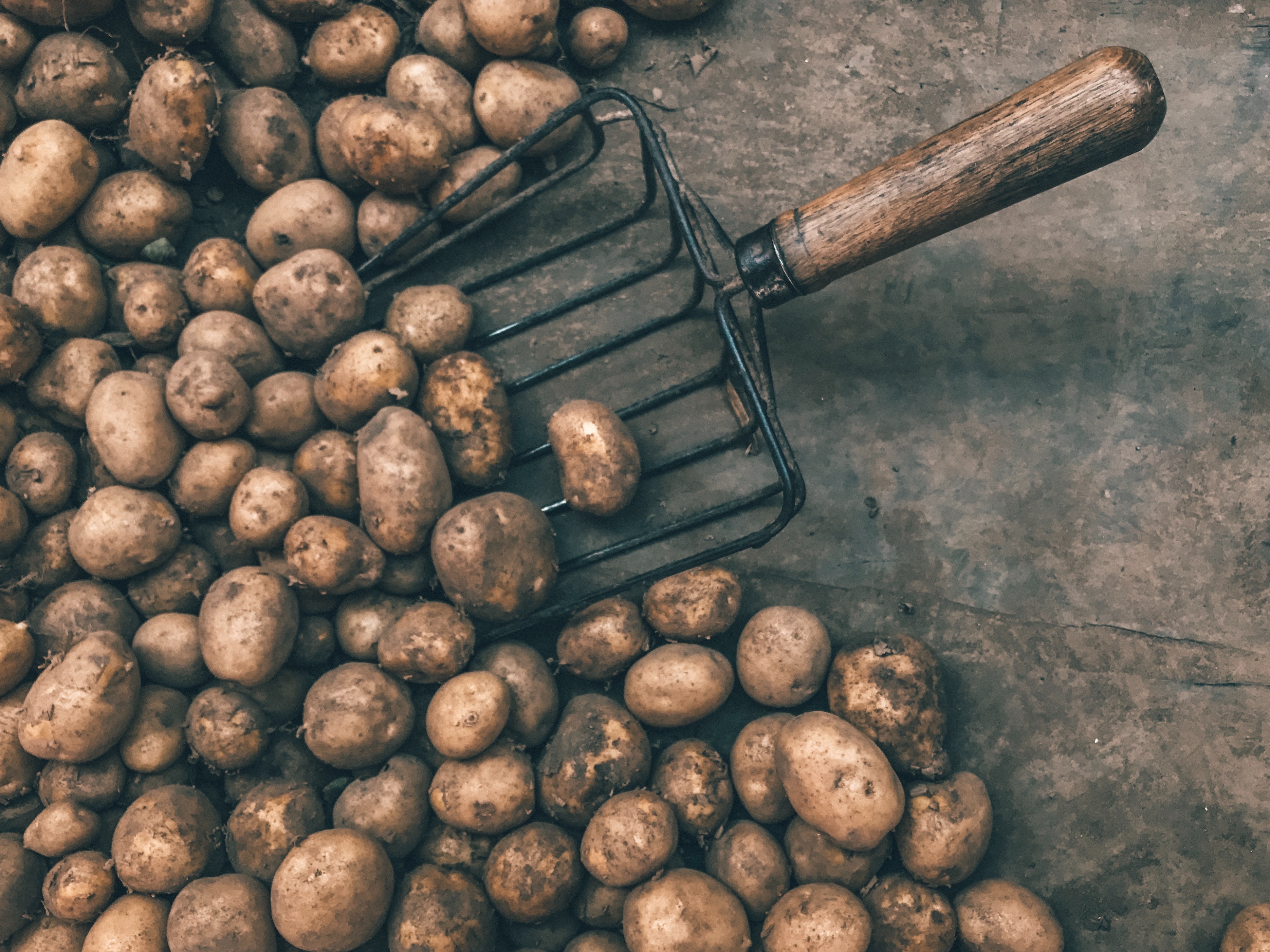 Kādai dzimtai pieder kartupeļi?