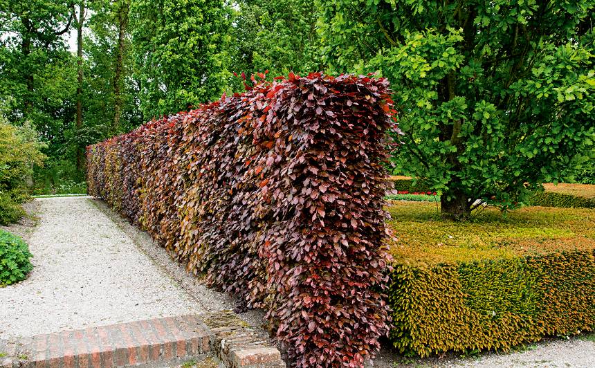 [1] Eiropas dižskābardis.