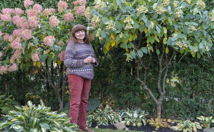 Irēna Rožkalna pie saviem hortenziju kokiem. Pa kreisi 'Phantom'. Pa labi 'Great Star' - franču selekcija, ziedi sakopoti ne pārāk lielās, bet neticami smaržīgās ziedkopās. Īpatnējas formas ziedlapiņas - atgādina orhideju vai tauriņu.