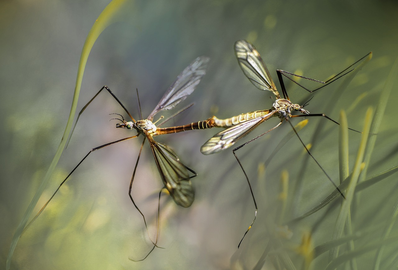 Kādai dzimtai pieder kukaiņi, ko Latvijā dēvējam par odiem?