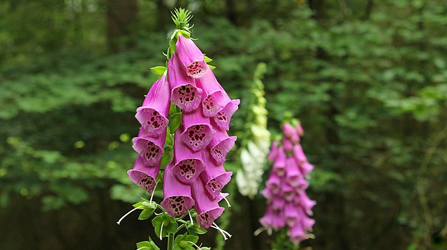 Sarkanā uzpirkstīte