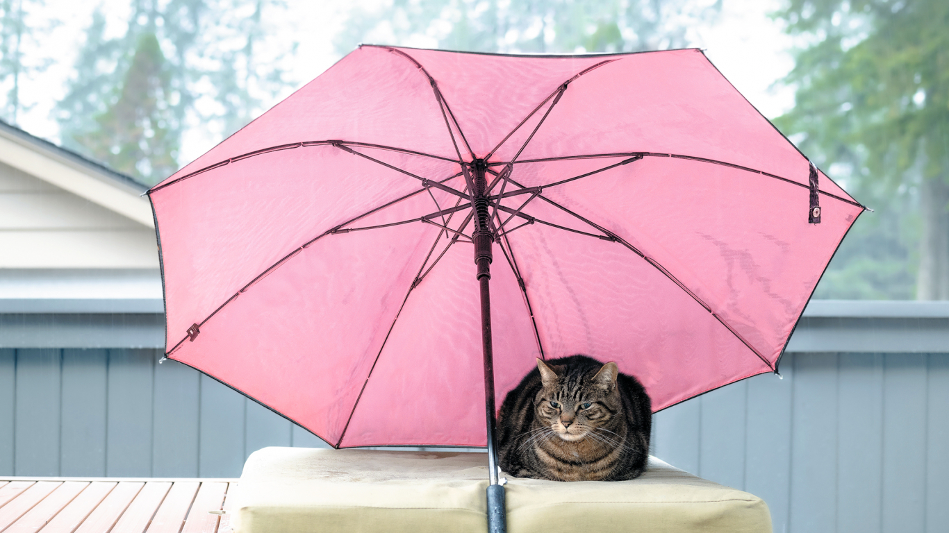 Дожди кэт. Котик сидит в траве под зонтиком. Британский кот на веранде дождь. Белый зонт снаружи внутри. Rain Cat Outdoor.