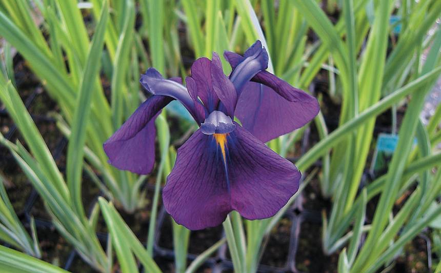 Zobenveida īriss (Iris ensata) ‘Variegata’ 