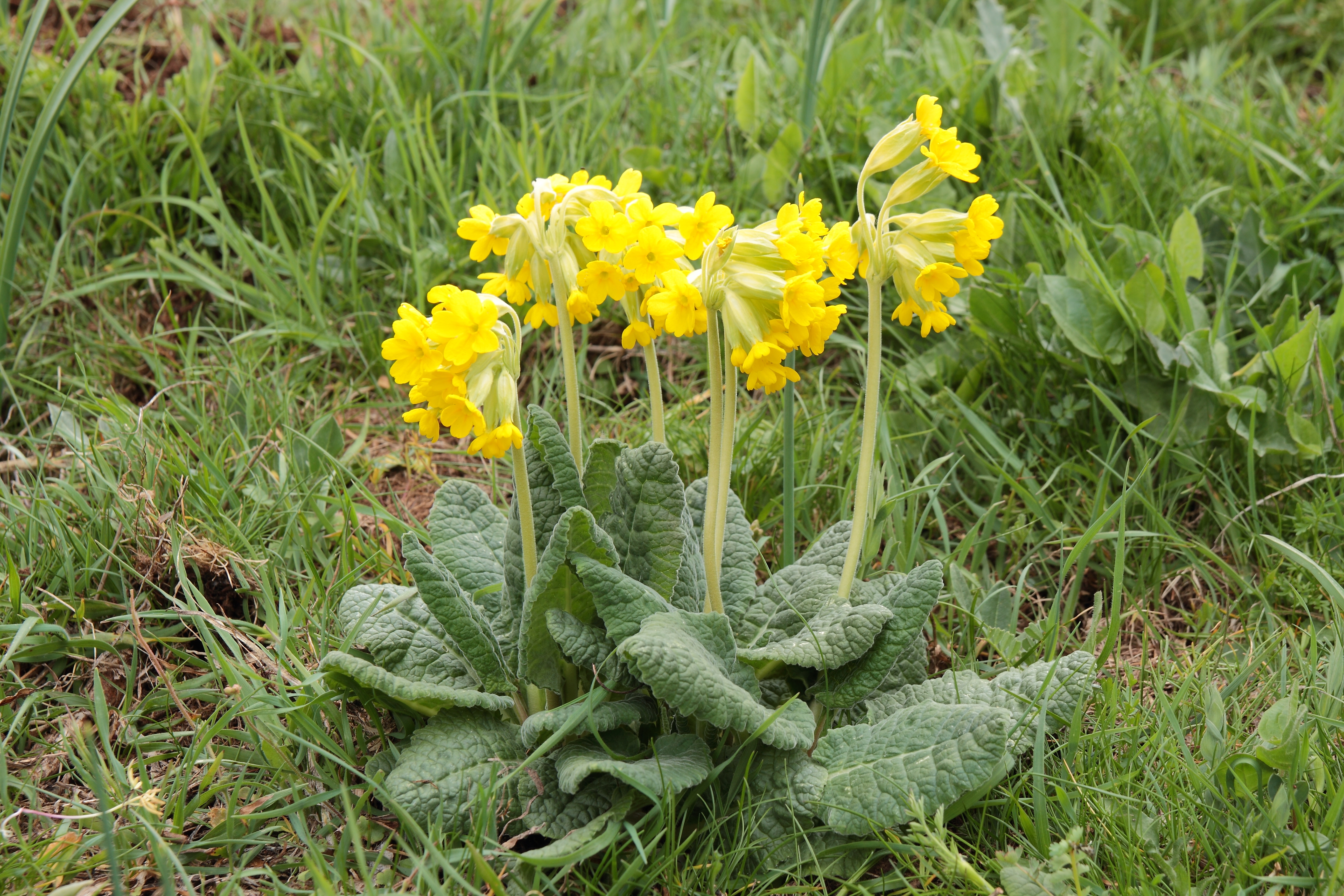 Kas redzams attēlā? Gaiļ...