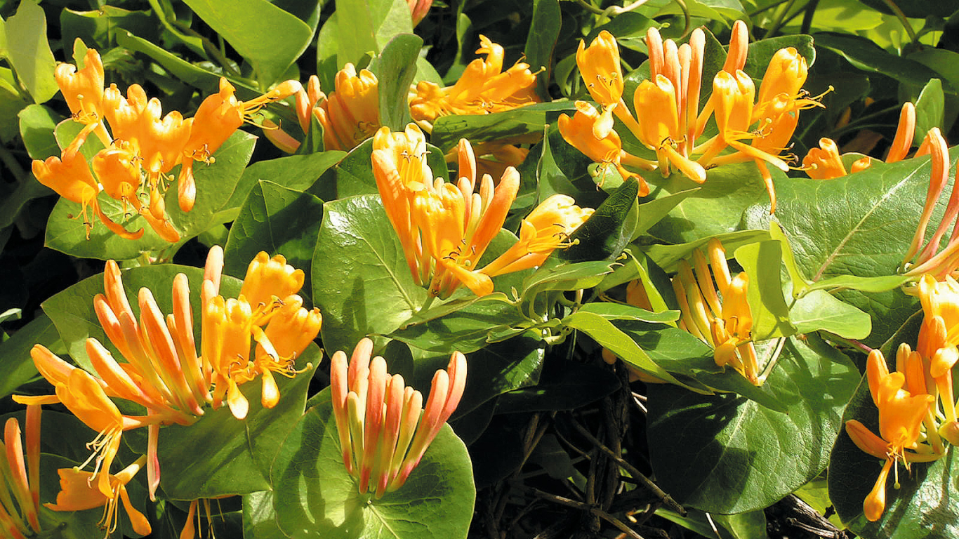 Tēlmaņa vīteņsausserdis (Lonicera x tellmanniana).