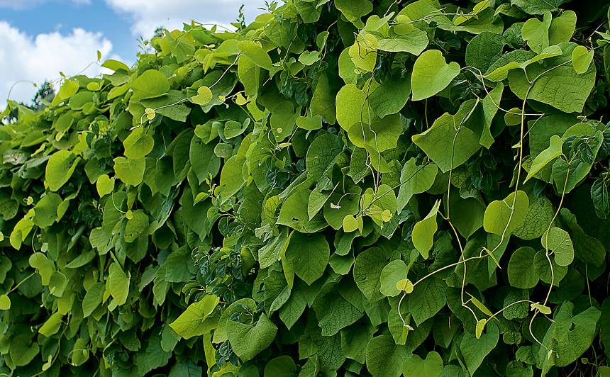 Mandžūrijas aristolohija