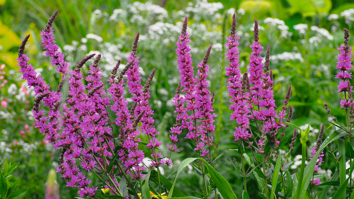 Vītolu vējmietiņš