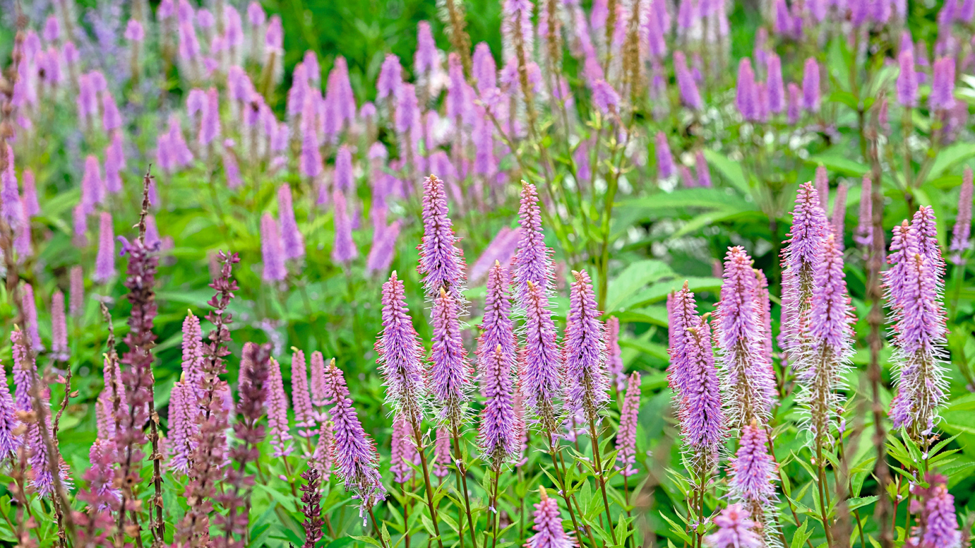 Virdžīnijas veronika