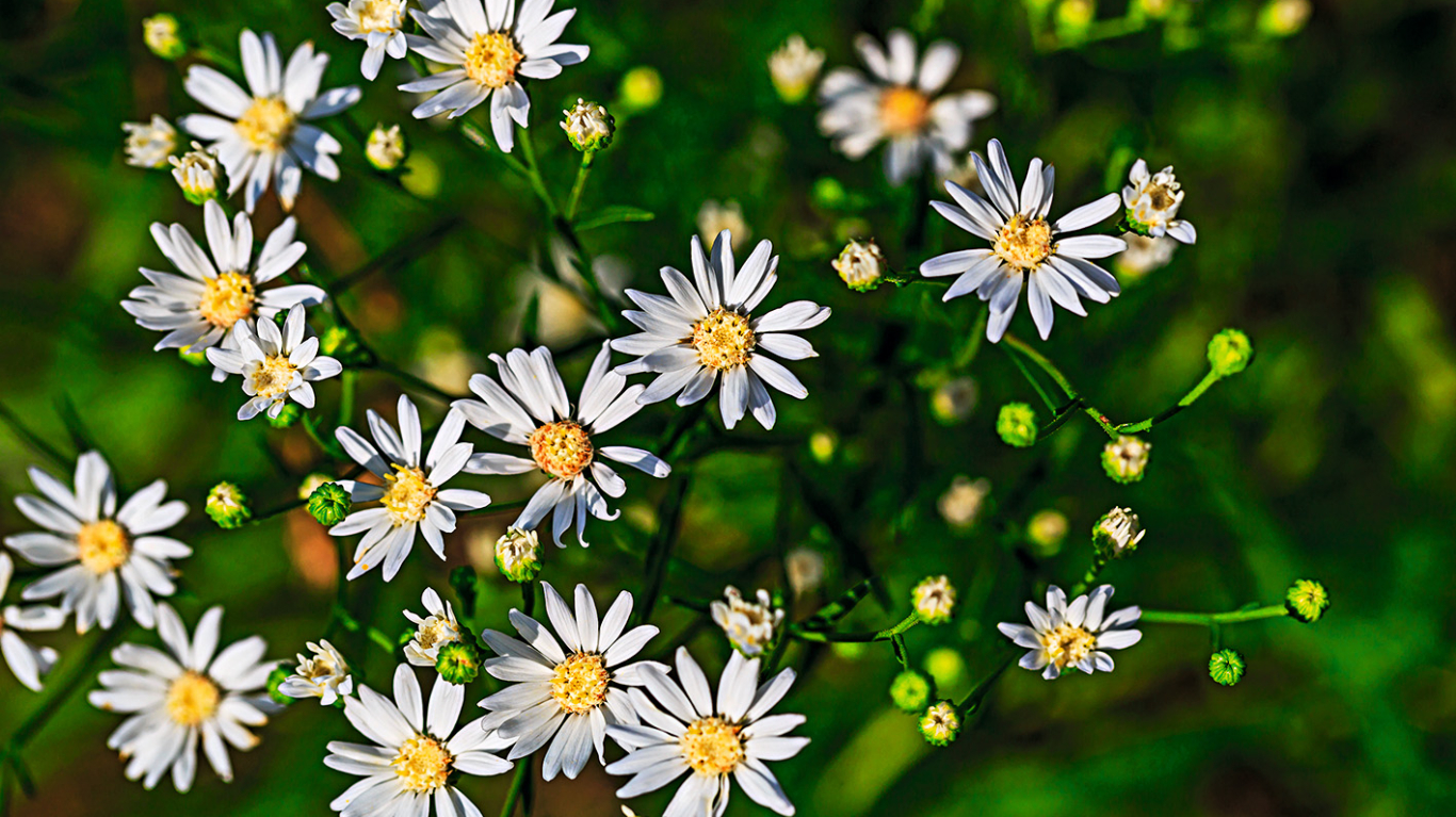 Šķavveida ziemastere