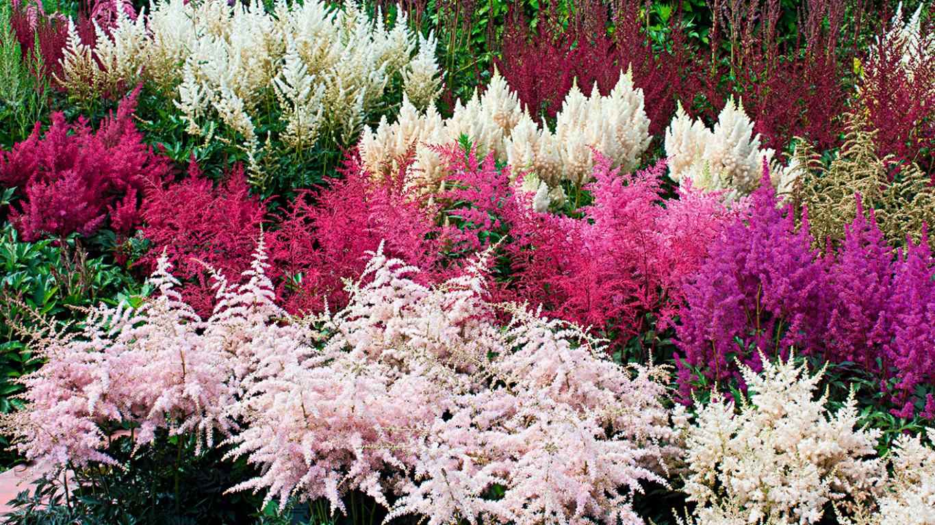 Ķīnas astilbe