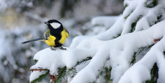 Nomedīto sēņu pagatavošanas notiekumi. Kas jāņem vērā? — Santa