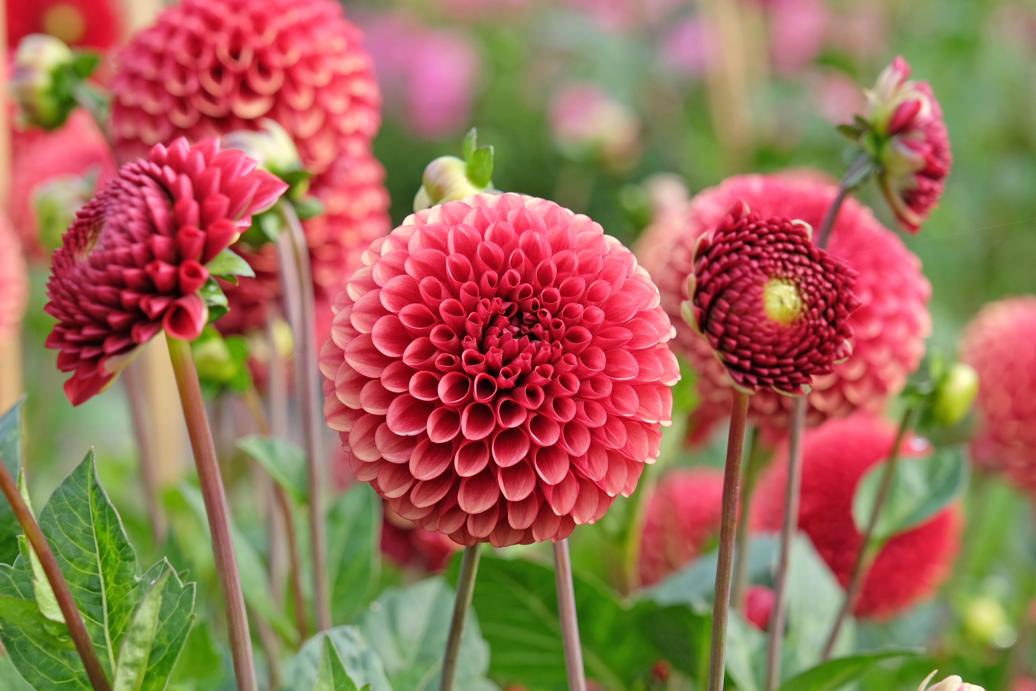 Kas redzams attēlā?