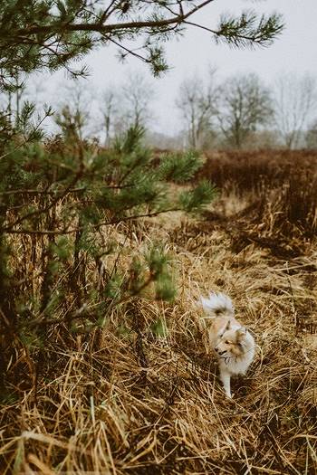 Jaunā saimnieka pirmā apgaita pa īpašumu